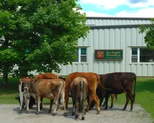 New England Woodcraft Facility Cows